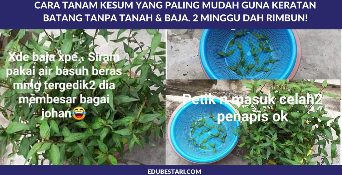 Cara Tanam Kesum Yang Paling Mudah Guna Keratan Batang Tanpa Tanah & Baja. 2 Minggu Dah Rimbun!