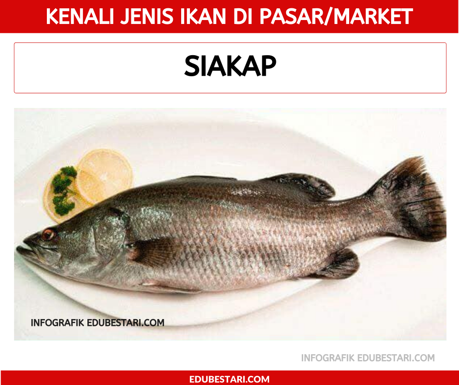 Panduan Bergambar Kenali Jenis Ikan Untuk Ibu Bapa Nanti Mudah Nak Beli Kat Market Edu Bestari