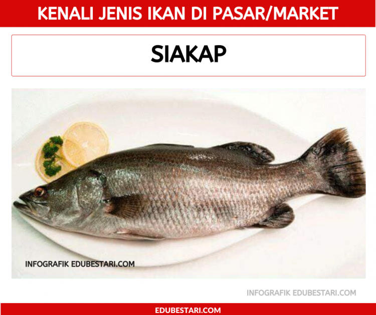 Jenis-jenis Ikan