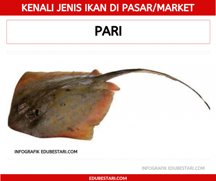 Jenis-jenis Ikan