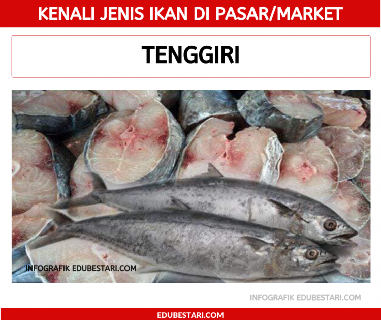 Jenis-jenis Ikan