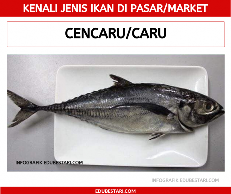 Jenis-jenis Ikan