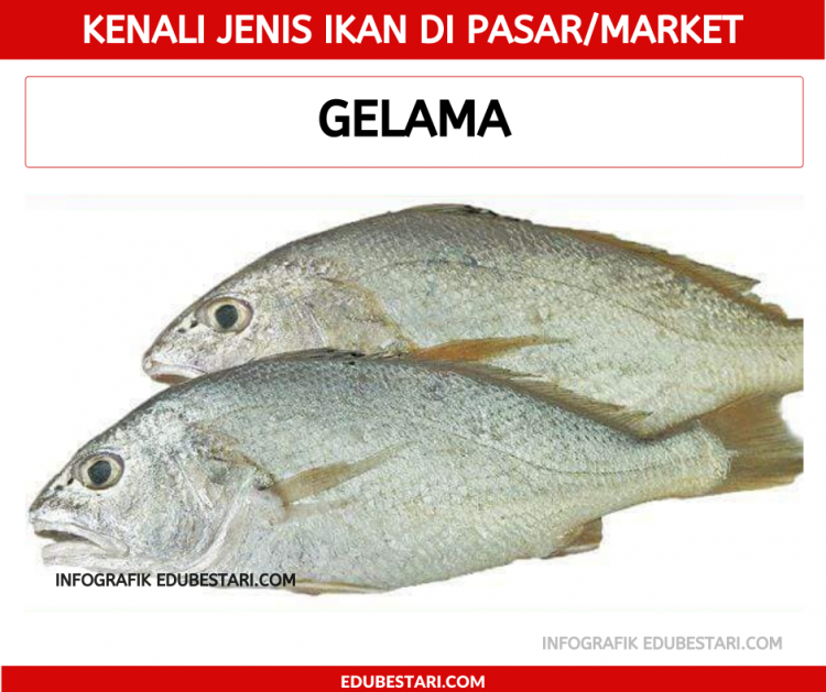 Jenis-jenis Ikan
