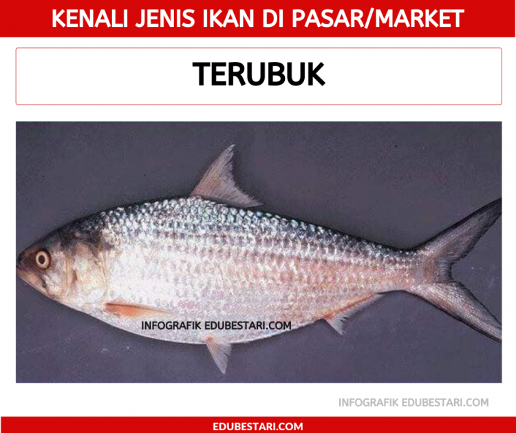 Jenis-jenis Ikan
