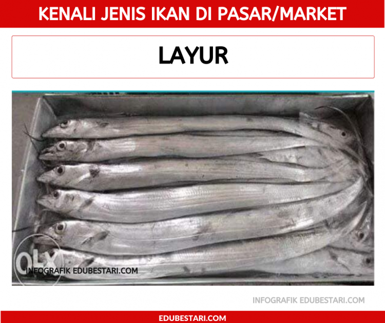 Jenis-jenis Ikan