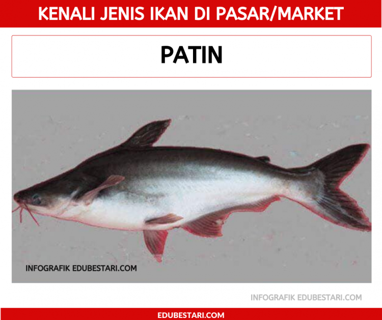 Kenali Jenis Ikan
