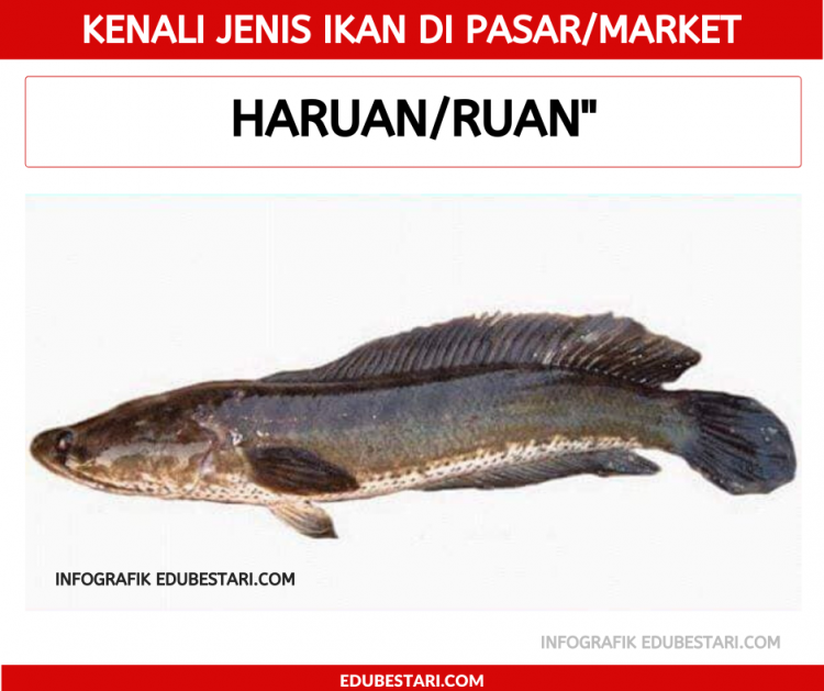 Jenis-jenis Ikan