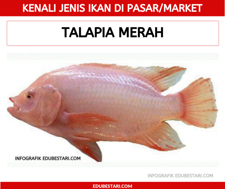 Jenis-jenis Ikan