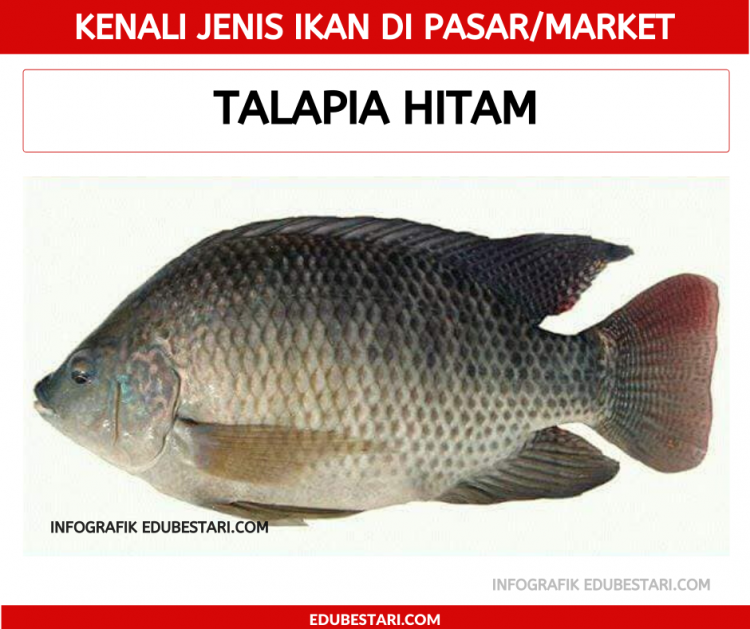 Jenis-jenis Ikan