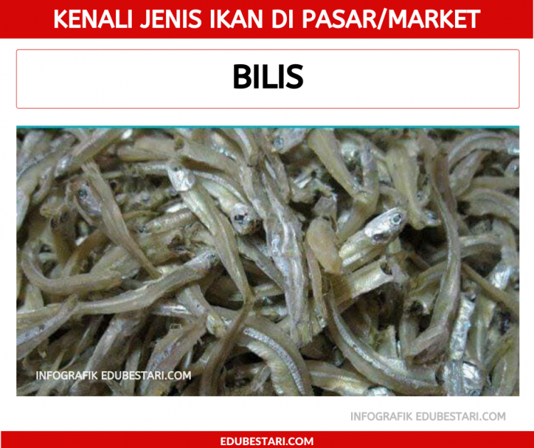 Jenis-jenis Ikan