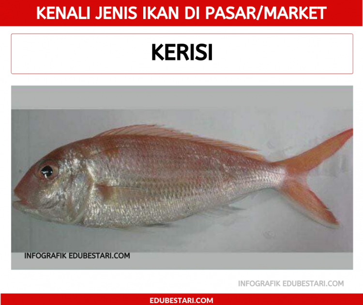 Kenali Jenis Ikan