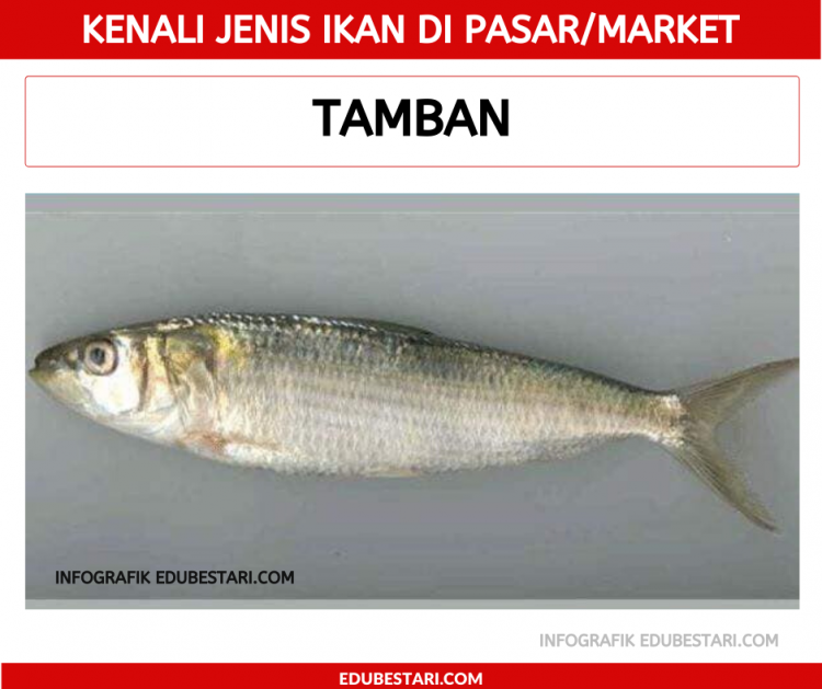 Kenali Jenis Ikan