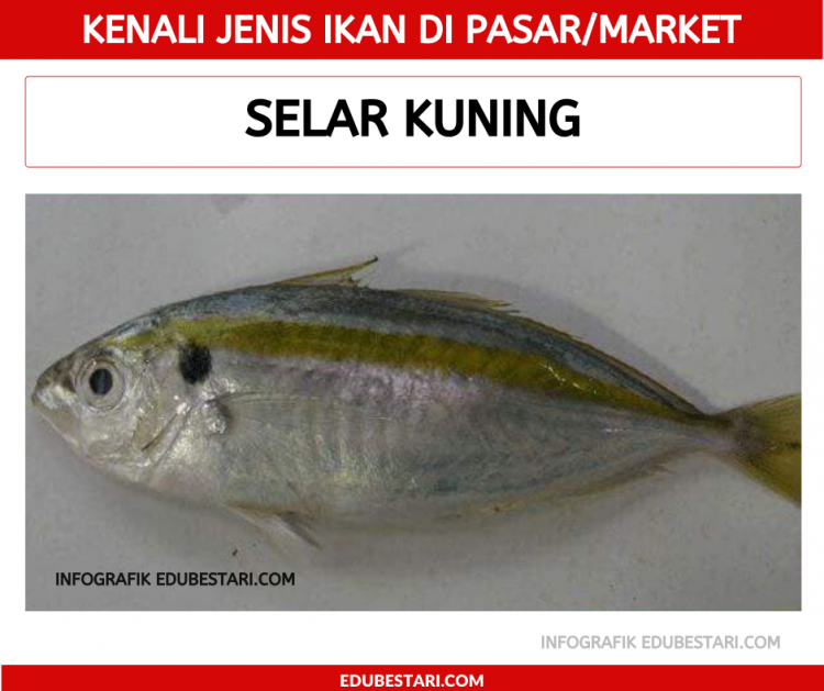 Jenis-jenis Ikan