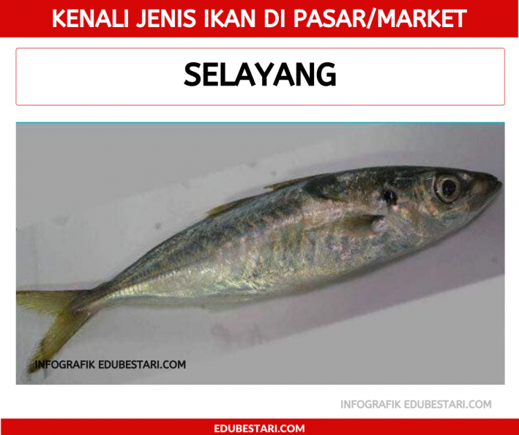Jenis-jenis Ikan