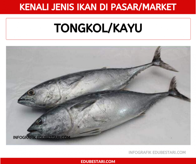 Jenis-jenis Ikan
