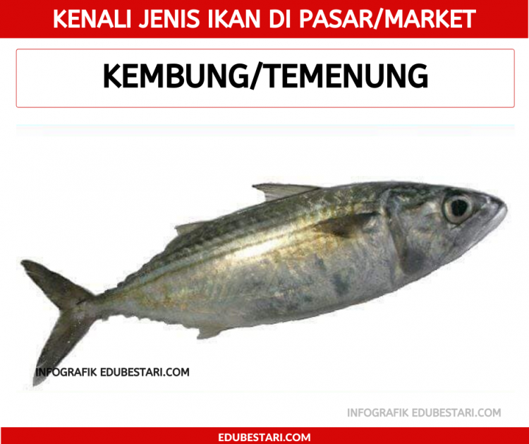 Jenis-jenis Ikan