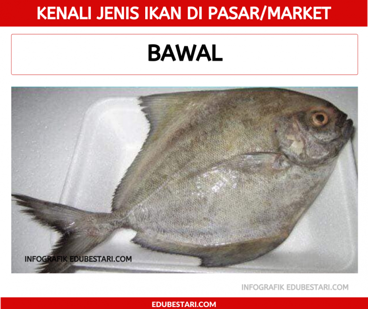 Jenis-jenis Ikan