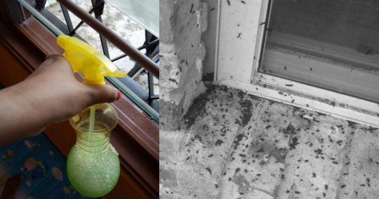 Atasi Masalah Cicak Berak Tepi Tingkap