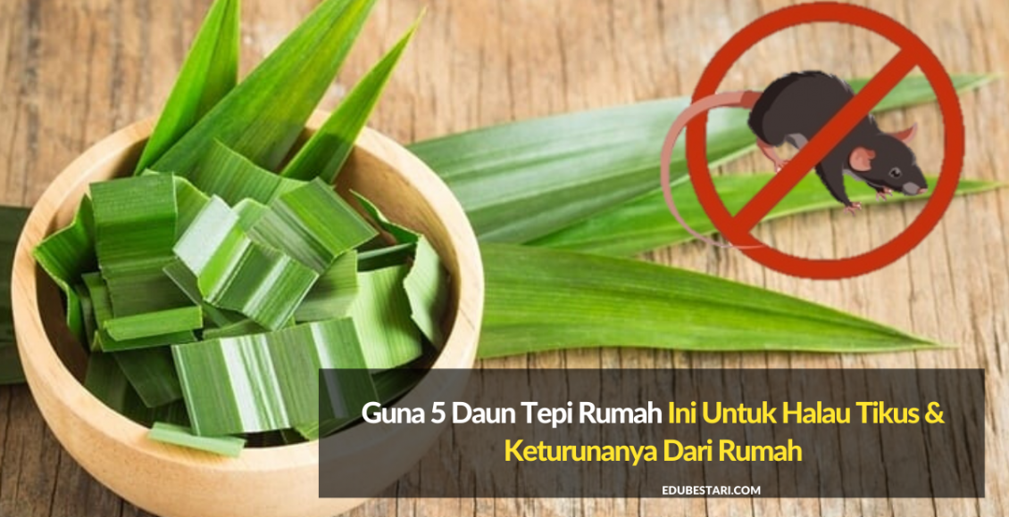 Guna 5 Daun Tepi Rumah Ini Untuk Halau Tikus & Keturunanya Dari Rumah