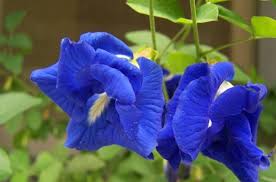 10 Khasiat Bunga Telang, Bunga Pewarna Semulajadi Nasi Kerabu