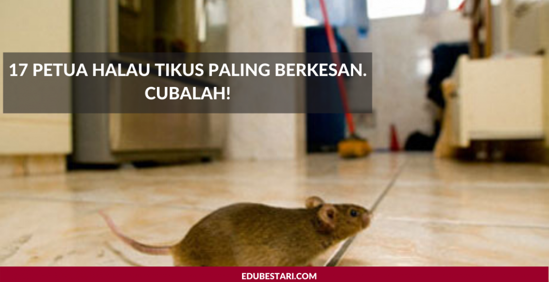 17 Petua Halau Tikus Paling Berkesan. Cubalah!