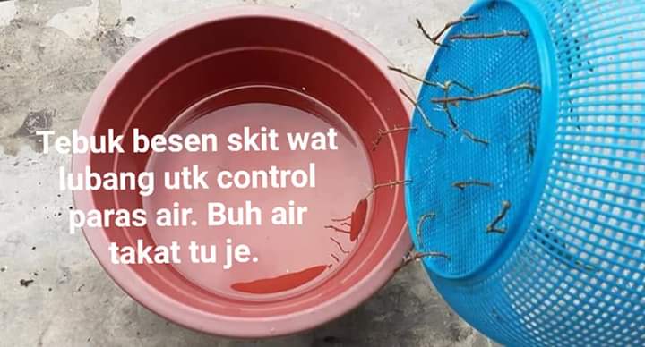 Cara Tanam Kesum Yang Paling Mudah Guna Keratan Batang Tanpa Tanah & Baja. 2 Minggu Dah Rimbun!