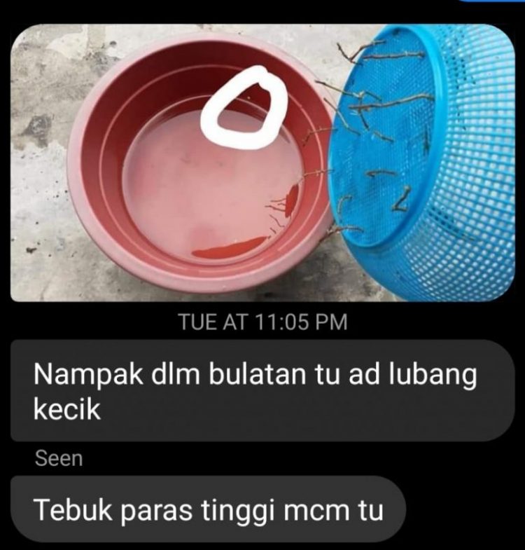 Cara Tanam Kesum Yang Paling Mudah Guna Keratan Batang Tanpa Tanah & Baja. 2 Minggu Dah Rimbun!