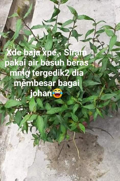 Cara Tanam Kesum Yang Paling Mudah Guna Keratan Batang Tanpa Tanah & Baja. 2 Minggu Dah Rimbun!