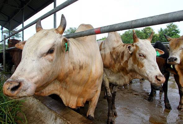 e-qurb@NS: Permohonan Pelaksanaan Ibadah Korban Di Negeri Sembilan Melalui Sistem Online