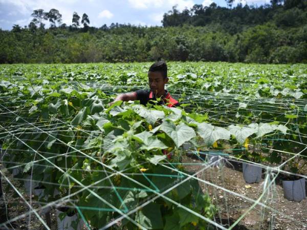 Kisah Kejayaan Pemuda 22 Tahun Mampu Gaji Enam Pekerja