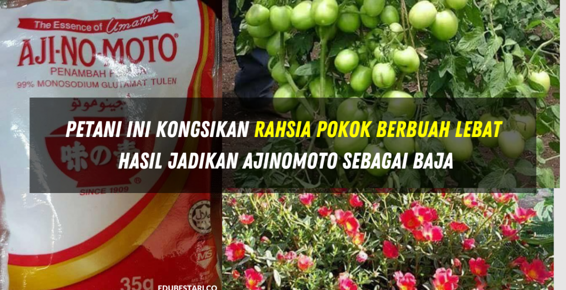 Petani Ini Kongsikan Rahsia Pokok Berbuah Lebat Hasil Jadikan Ajinomoto Sebagai Baja