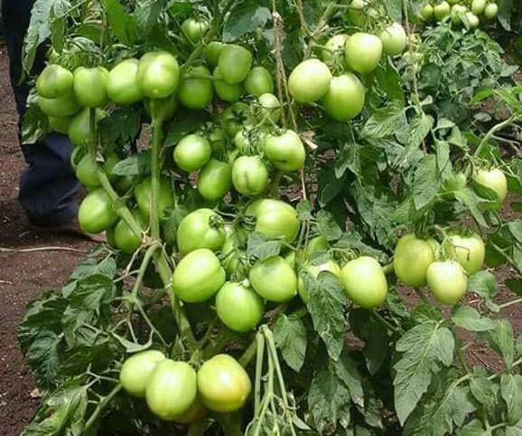 Petani Ini Kongsikan Rahsia Pokok Berbuah Lebat Hasil Jadikan Ajinomoto Sebagai Baja