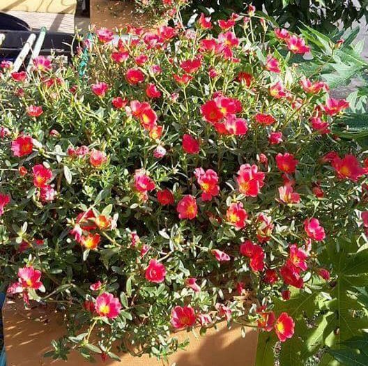 Petani Ini Kongsikan Rahsia Pokok Berbuah Lebat Hasil Jadikan Ajinomoto Sebagai Baja